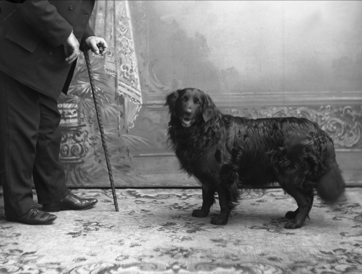 Gustav Borgen, Portrett av hund, mann med stokk i venstre hjørne. Skipsreder Thorbjørnsens hund.
