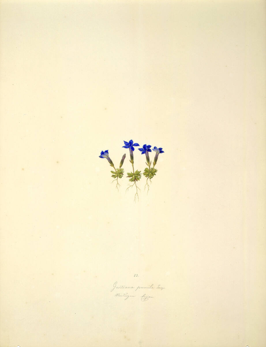 AugustRokert, Gentiana pumila L - Zwerg-Enzian