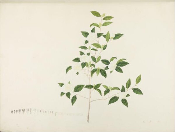 unknown, Flowers and Fruits