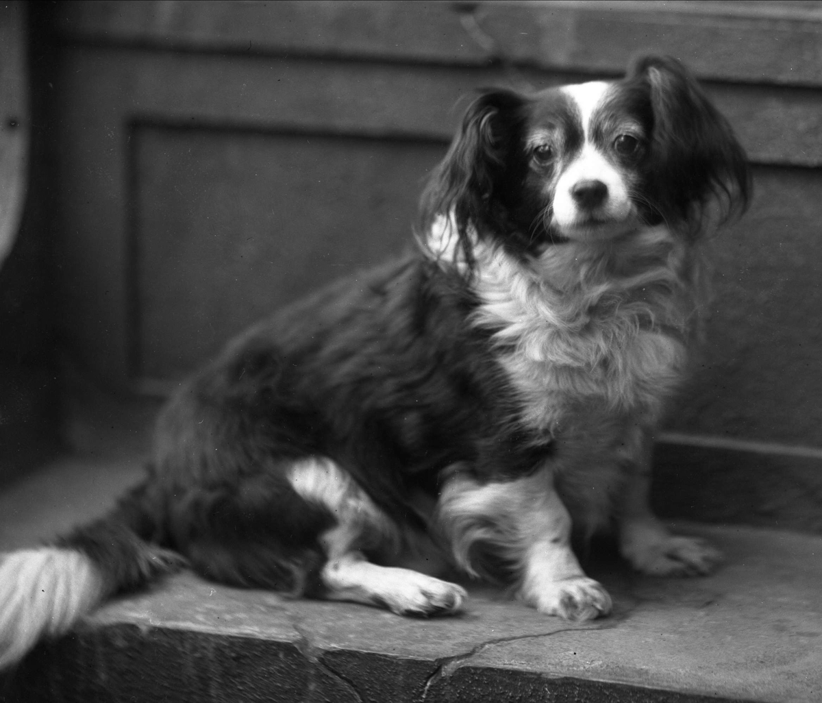 Gustav Borgen, Portrett, en liten hund. Kjøpmann Kristian Hansens hund.