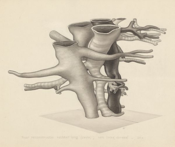 J Tinkelenberg, Bronchi