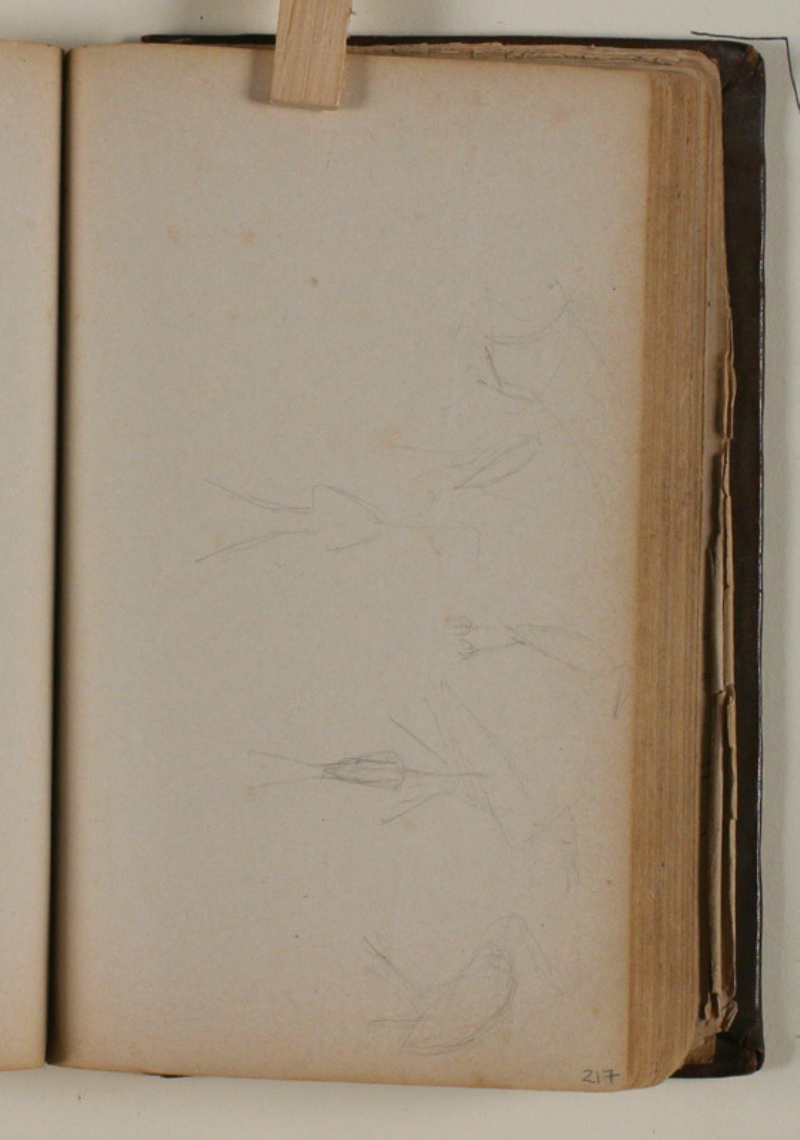 Niels Larsen Stevns, Studier af fugle