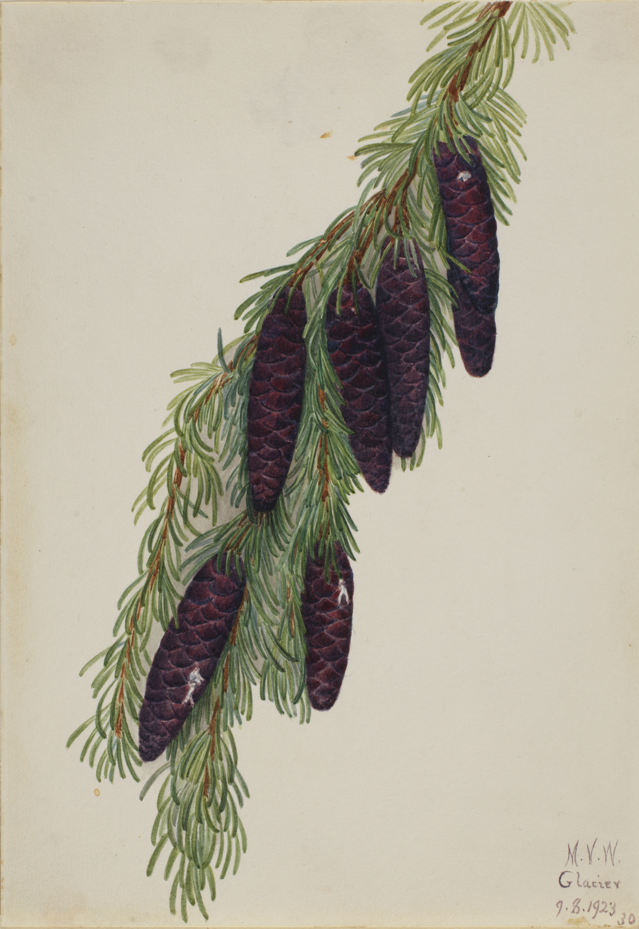 Mary Vaux Walcott, Mountain Hemlock (Tsuga mertensiana)