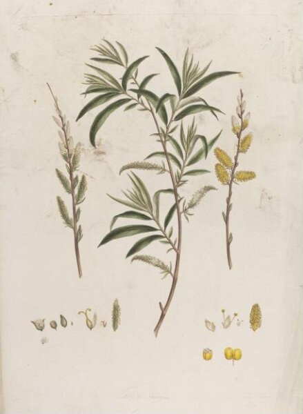 John Miller, Print