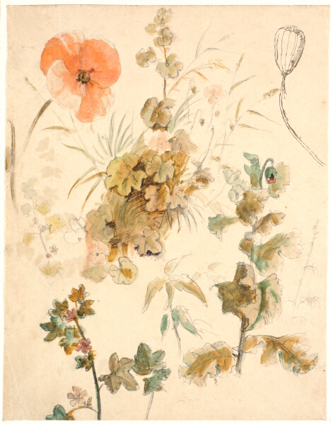 Dankvart Dreyer, Studier af forskellige blomster, bl.a. valmuer