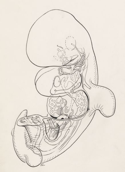 J Tinkelenberg, Human embryo