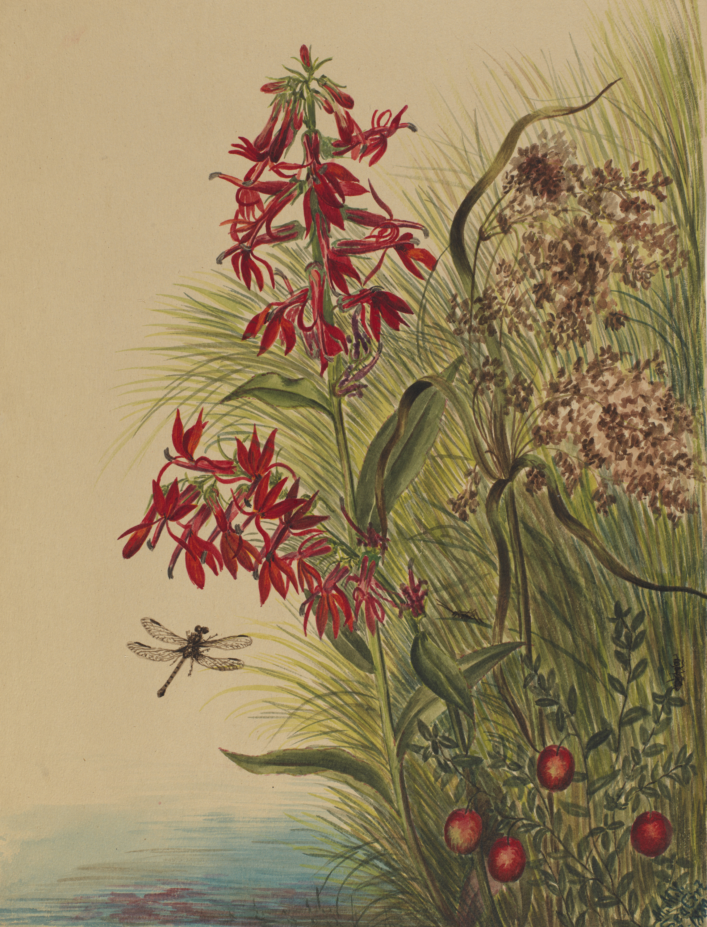 Mary Vaux Walcott, Cardinal Flower (Lobelia cardinalis)