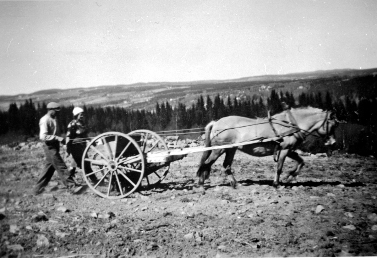 Anno Domkirkeodden, Mathias Østvold og Sina Nilsen Østvold. Sår på nybrott med hest og såmaskin. Bureisningsbruket Solvang, Veldre, Ringsaker.
