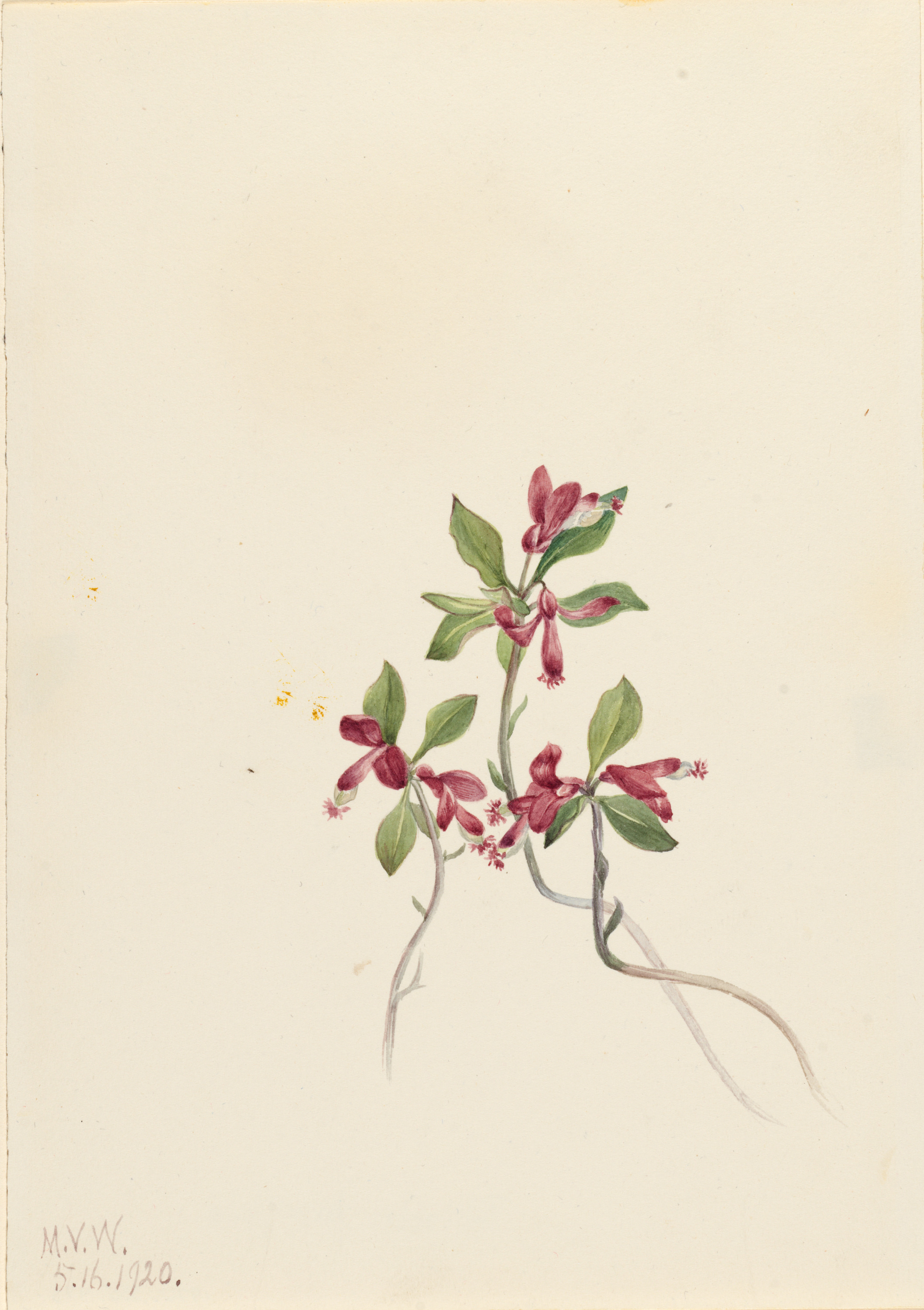 Mary Vaux Walcott, Fringed Polygala (Polygala paucifolia)