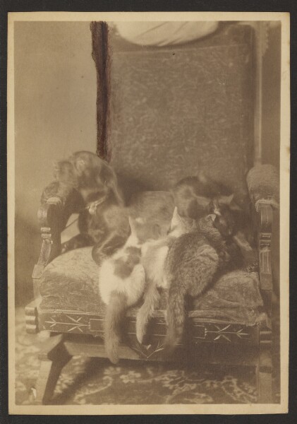 Louis Fleckenstein, [Cuddling Cats and Dog]