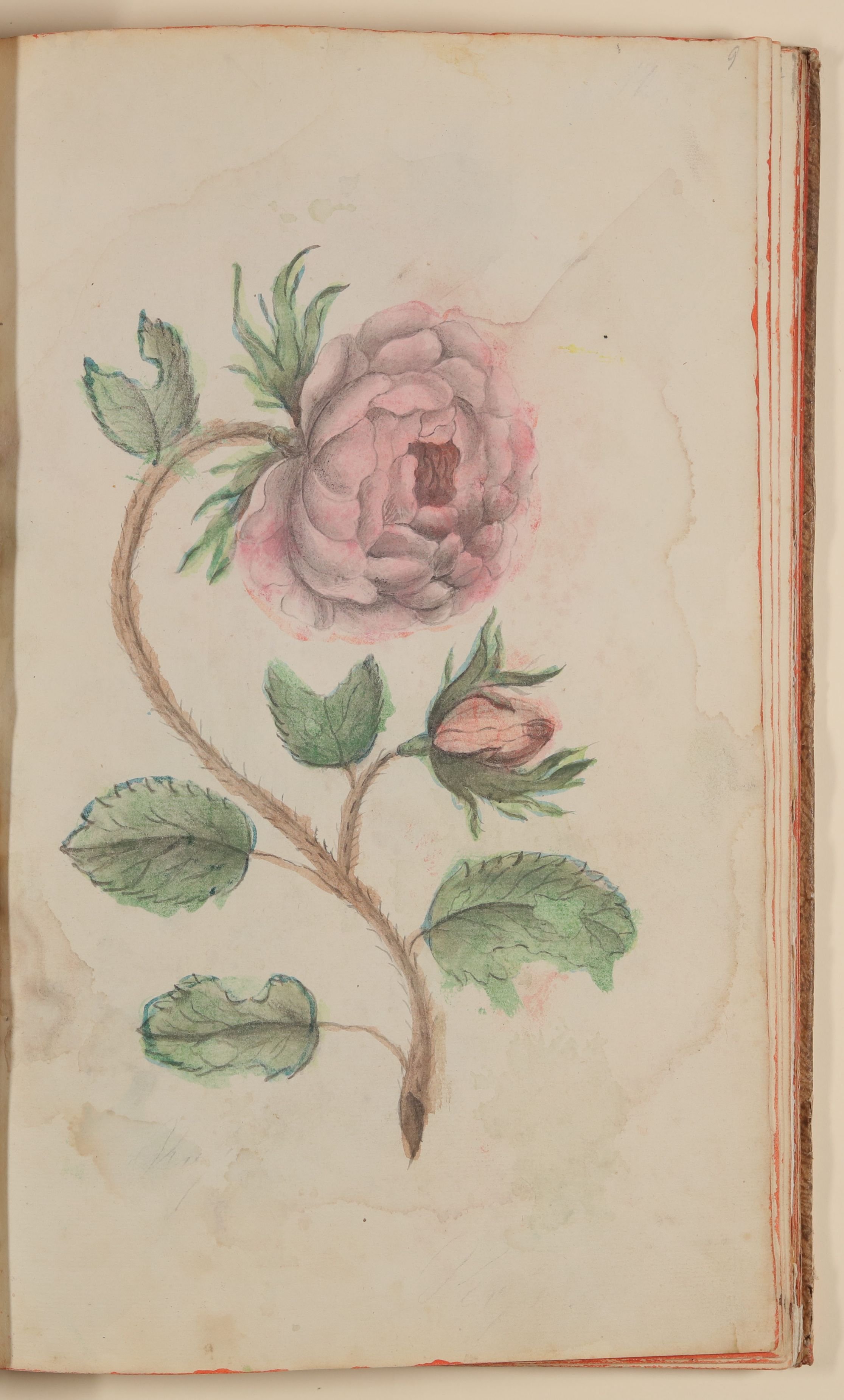 Marianne Franziska Seiffert von Klettenberg, Rose [aus einem Skizzenbuch der Marianne Franziska Seiffert von Klettenberg]