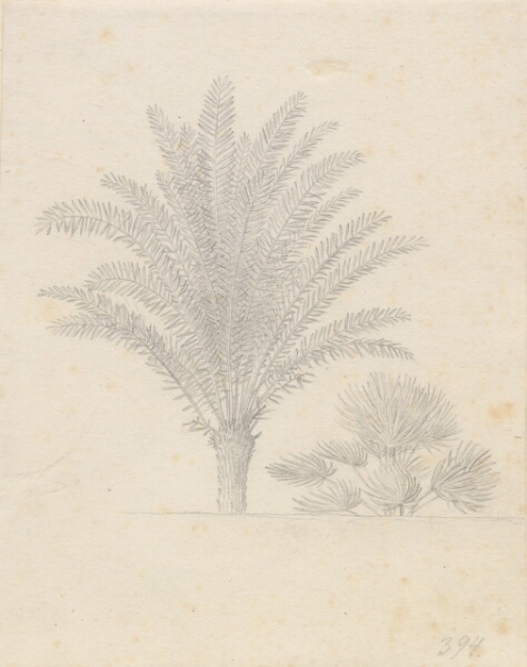 C.W. Eckersberg, Palmetræ og bladgruppe