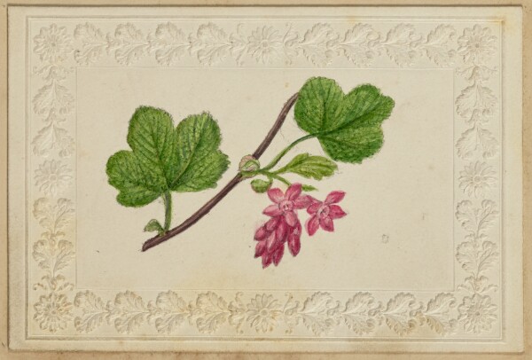 Unknown, [Pink flower note card]