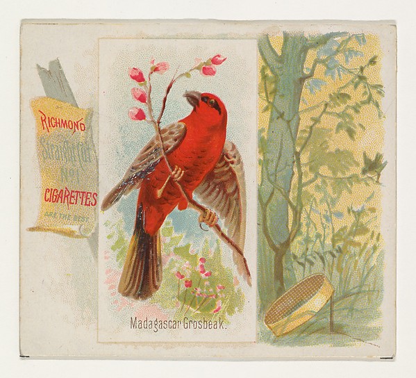 Allen & Ginter, Madagascar Grosbeak, from the Song Birds of the World series (N42) for Allen & Ginter Cigarettes