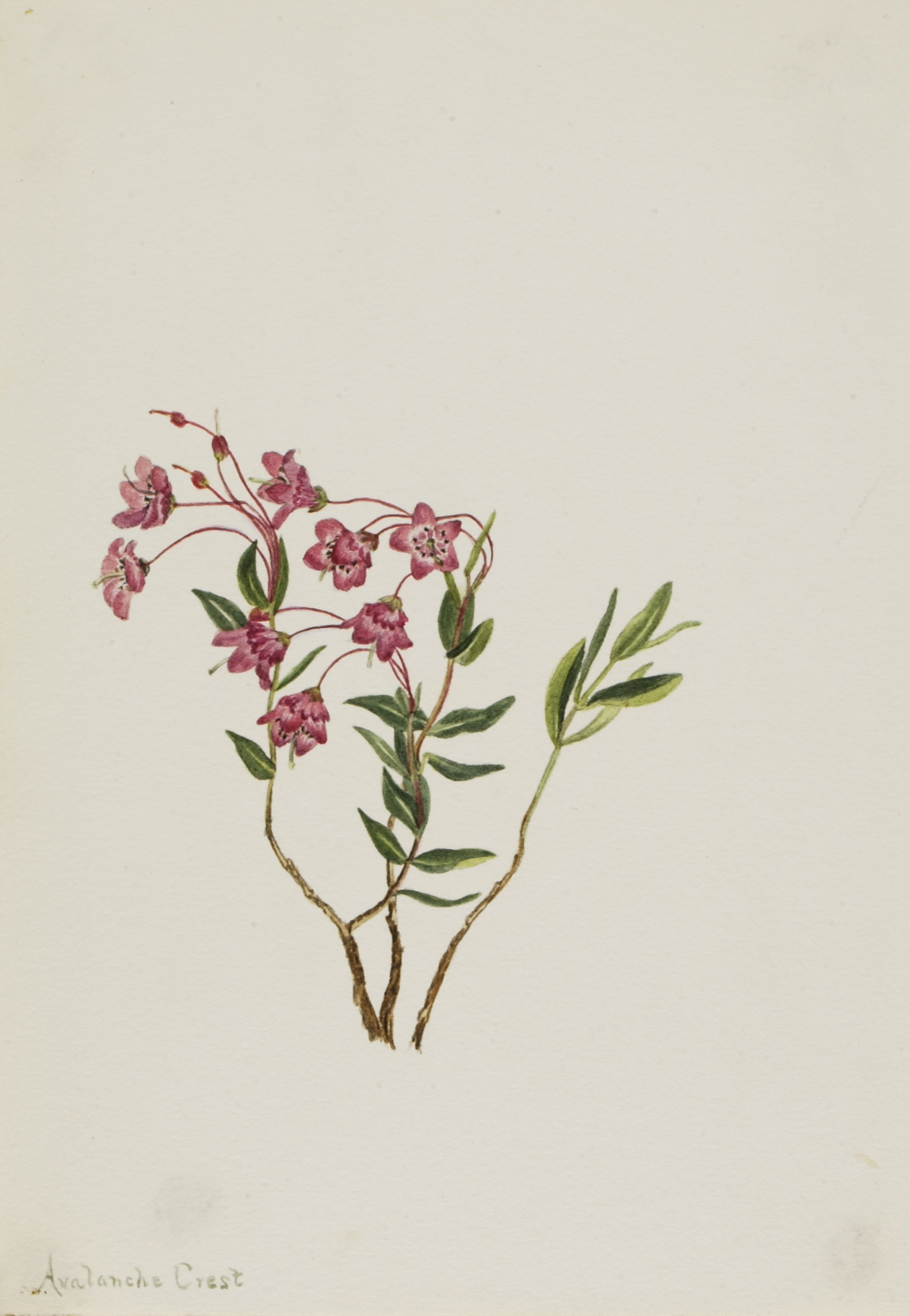 Mary Vaux Walcott, Rocky Mountain Kalmia (Kalmia microphylla)