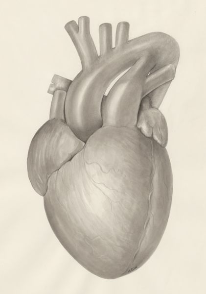 H.G Wetselaar, Cardiovascular system