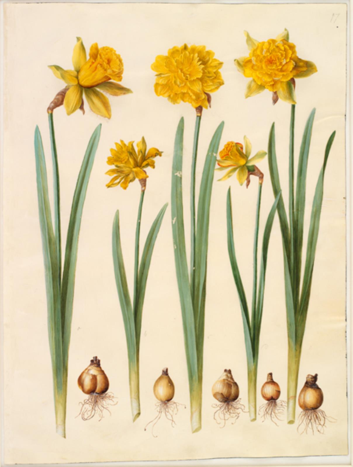Hans Simon Holtzbecker, Narcissus pseudonarcissus