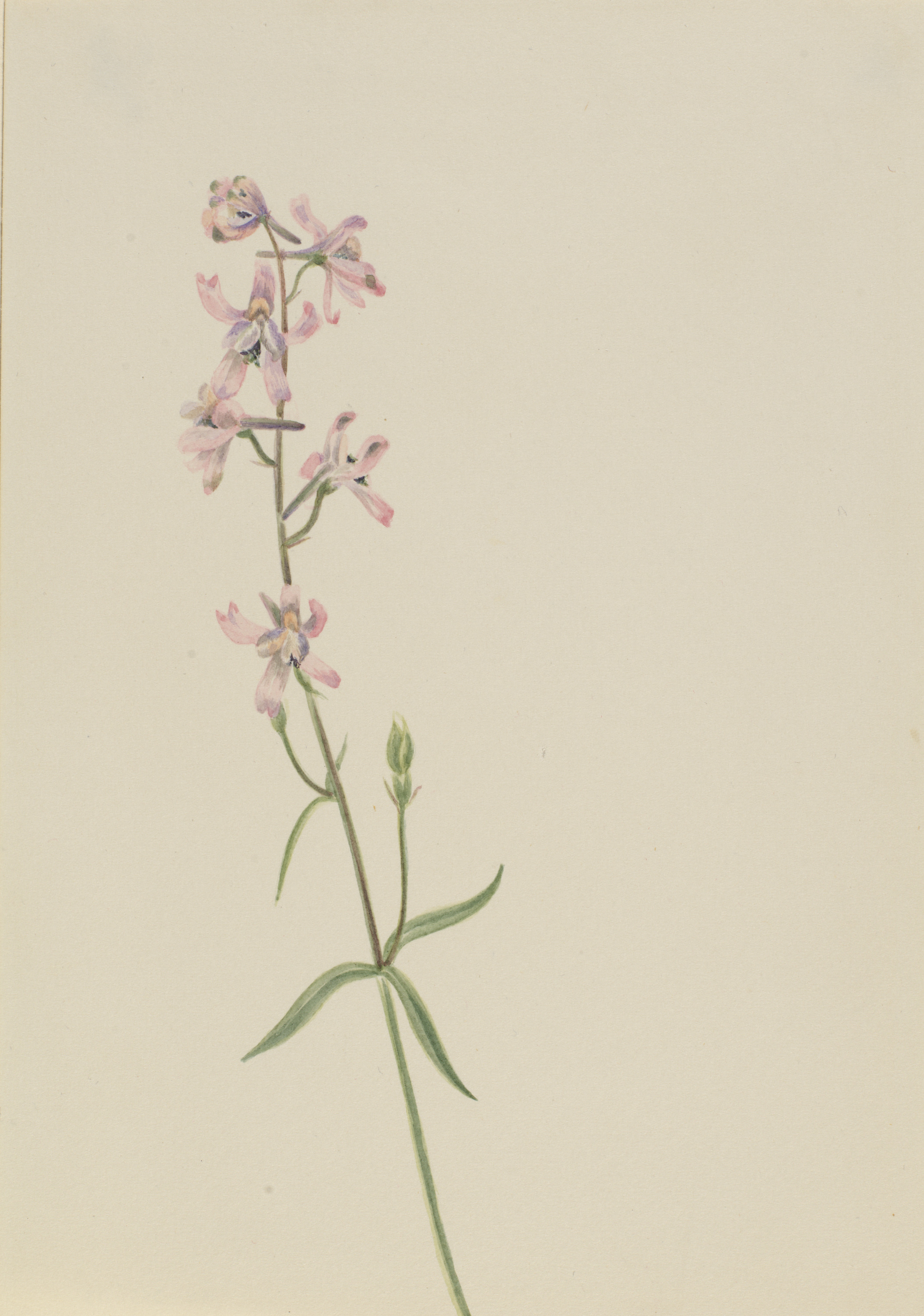 Mary Vaux Walcott, Untitled--Flower Study