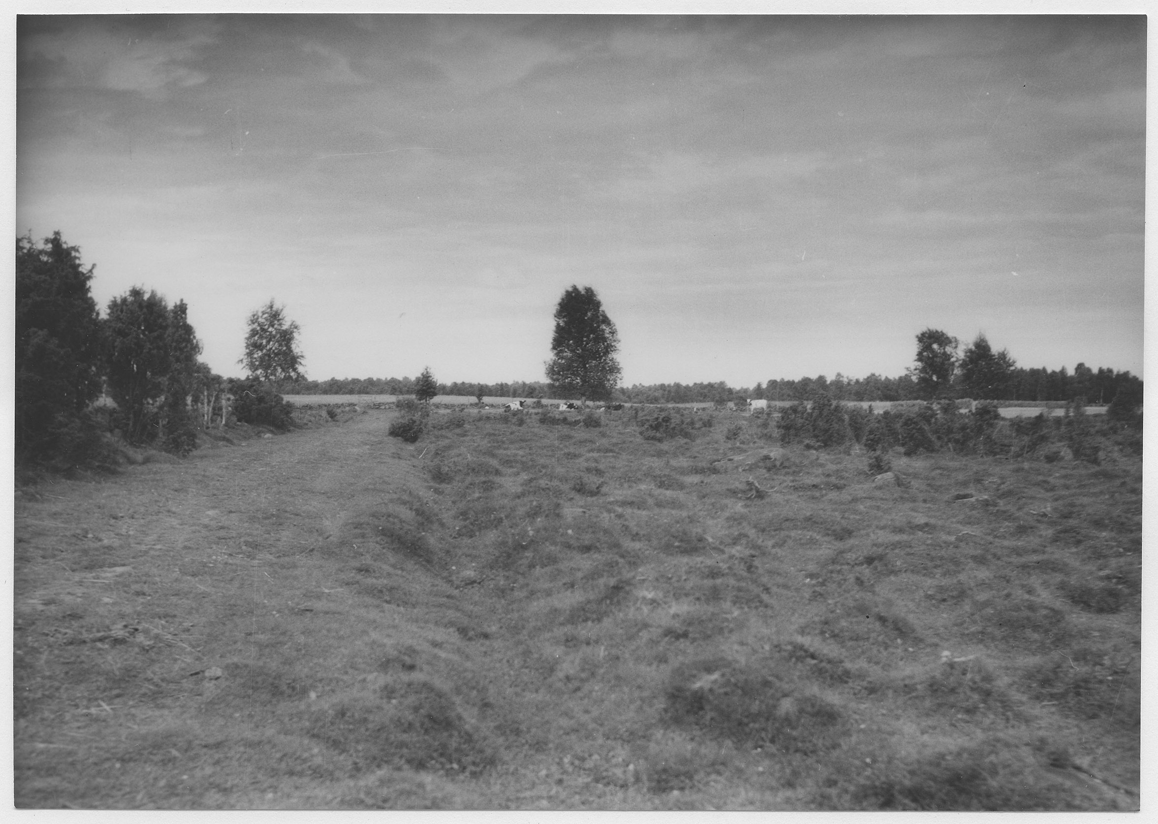 Mårten Sjöbeck, Stora Risa