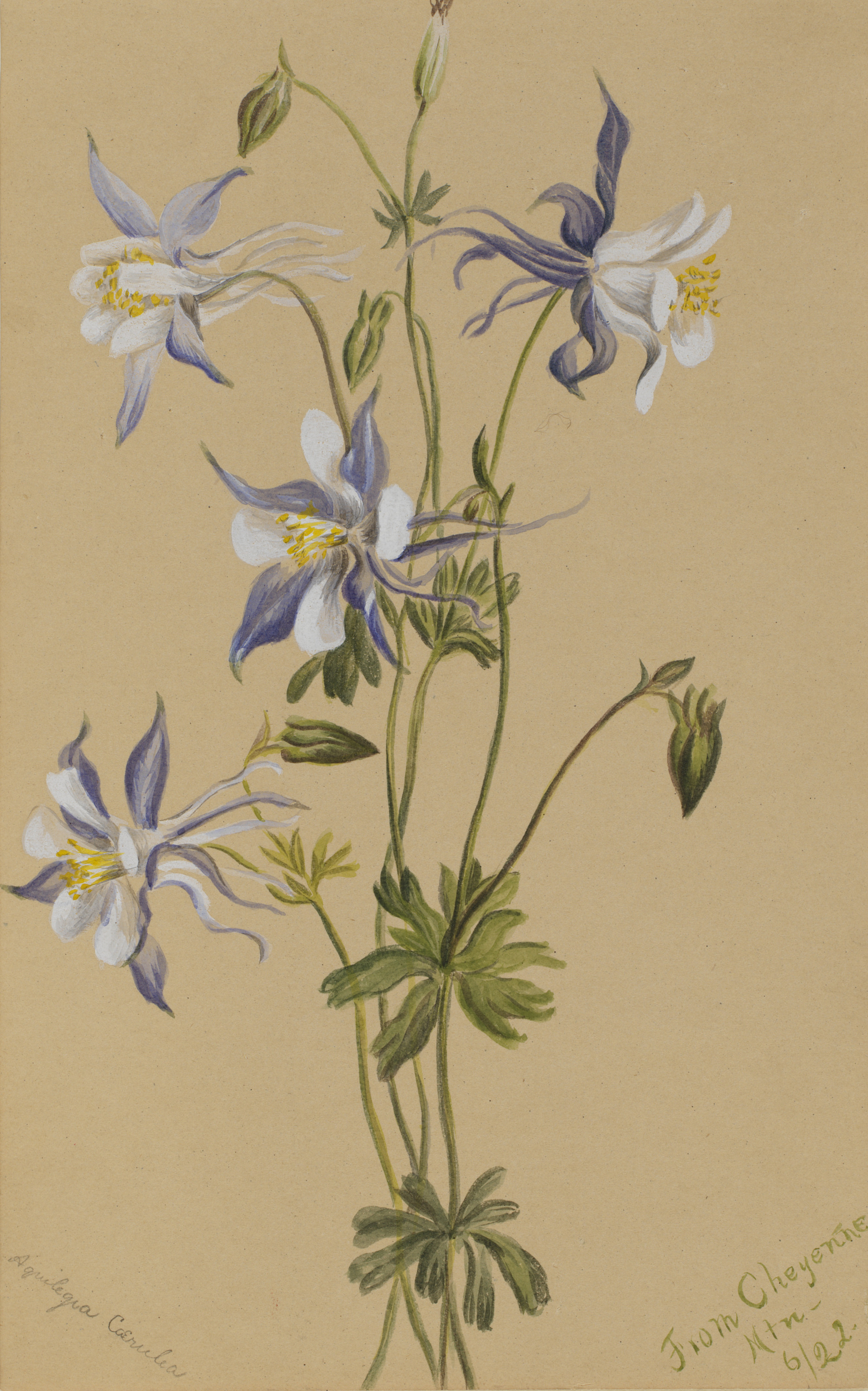 Mary Vaux Walcott, Blue Columbine (Aquilegia caerulea)