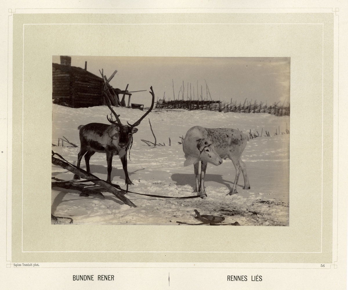 Sophus Tromholt, Billeder fra Lappernes Land/Tableaux du Pays des Lapons