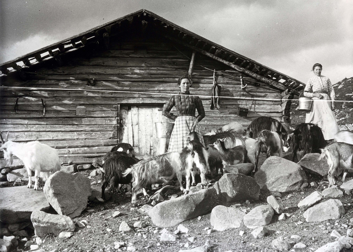 Ole Hansen Løken, SETER UKJENT STED, TO UKJENTE BUDEIER, GEITER.