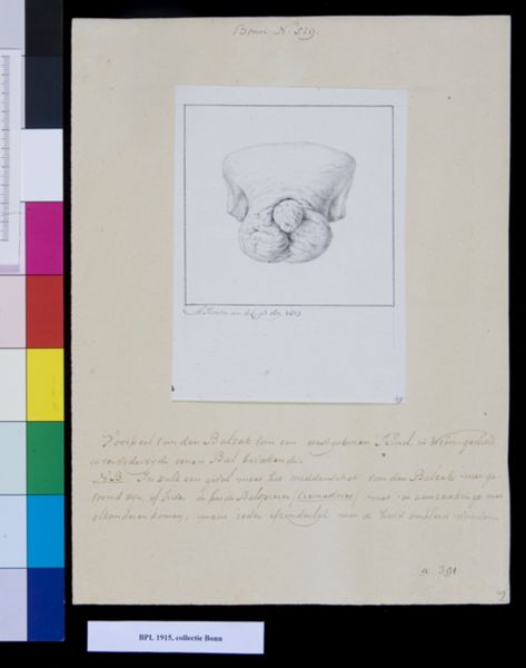 M. Houtman, Scrotum