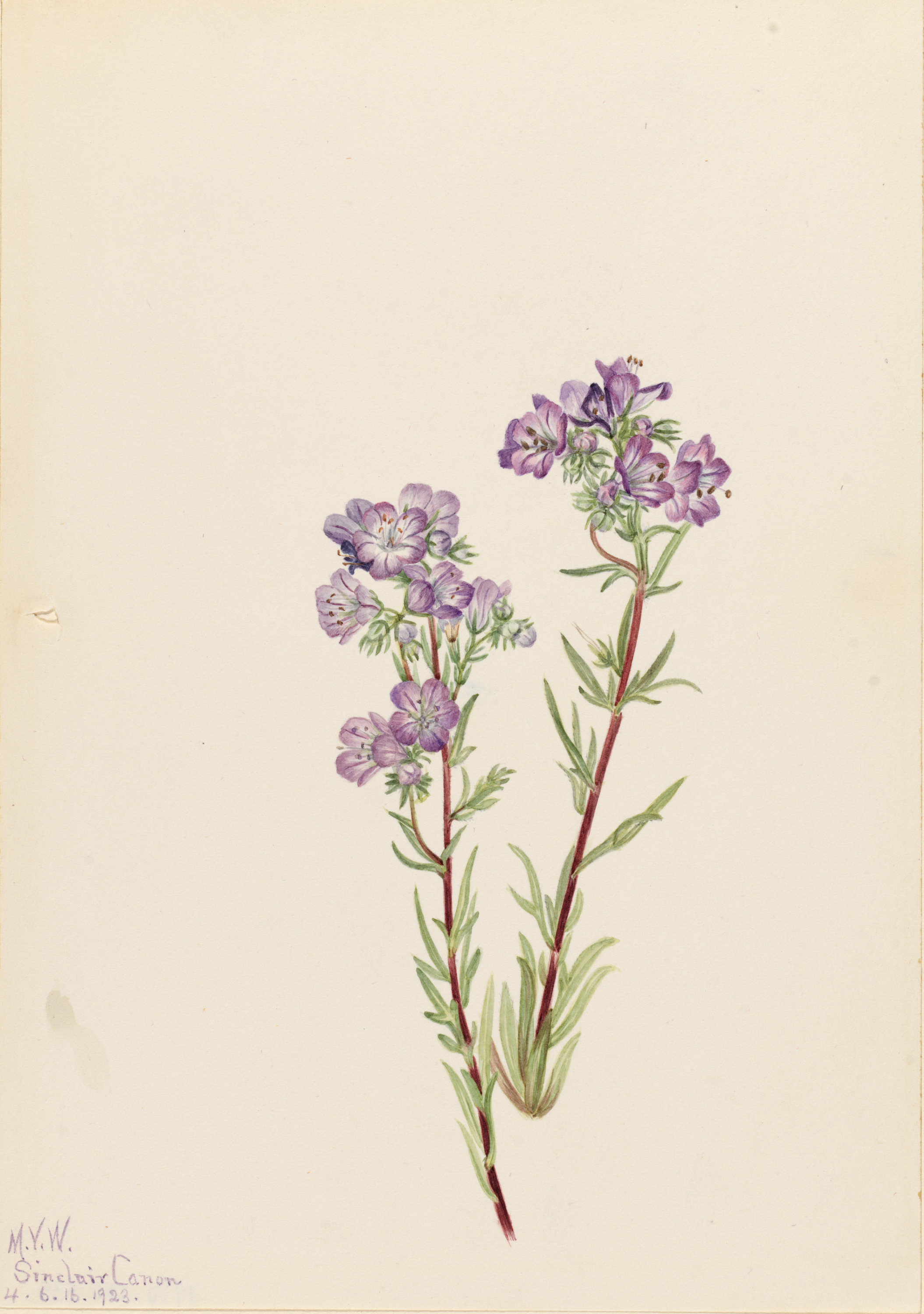 Mary Vaux Walcott, Sand Phacelia (Phacelia linearis)