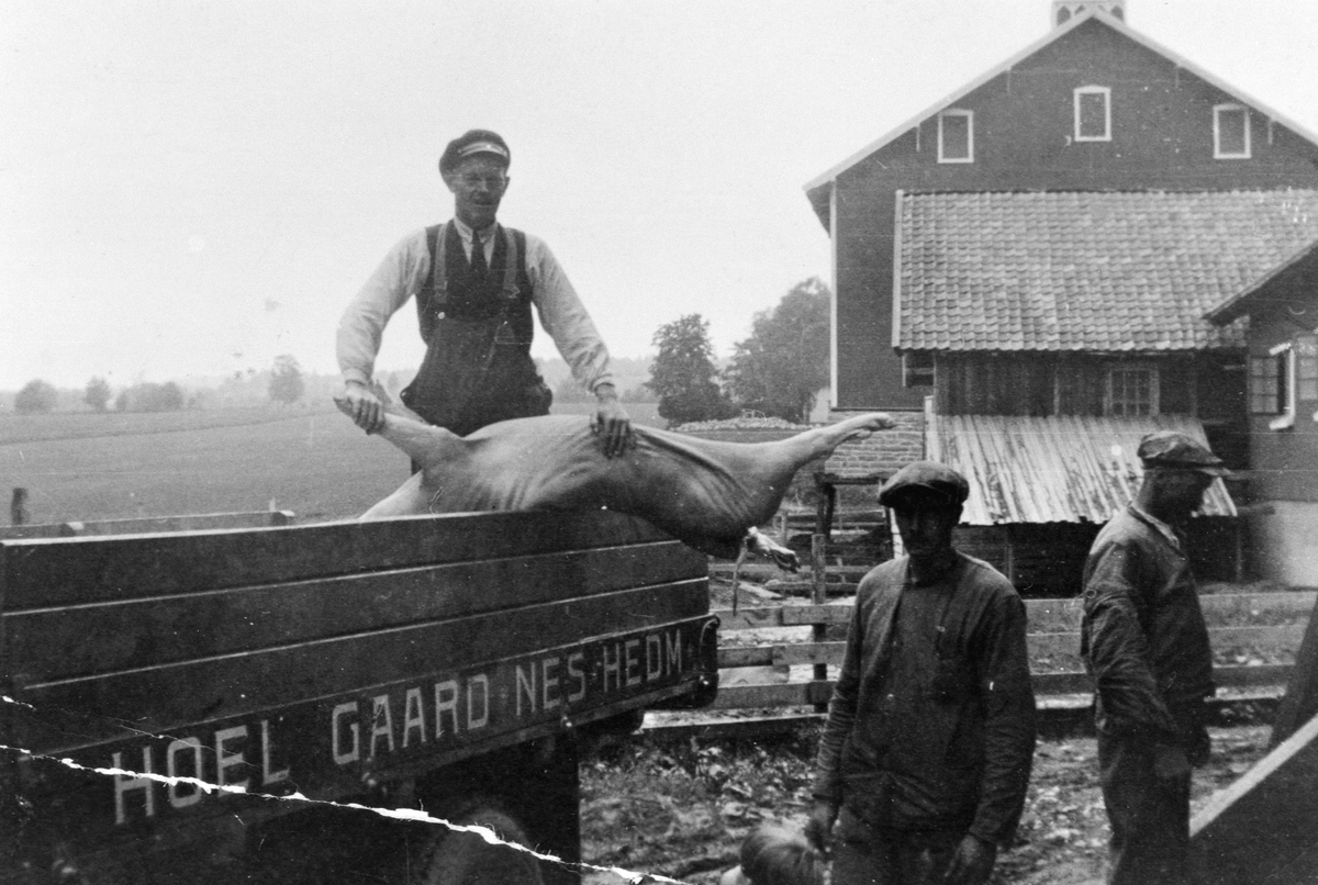 Anno Domkirkeodden, Slakting av gris på Hoel gård, Nes, Hedmark. Fra venstre er Emil Søberg (1895-1972) , Asbjørn Sandbæk (1900-1984), Martin Ekeberg f.1903. Kjører slak med gardens lastebil.