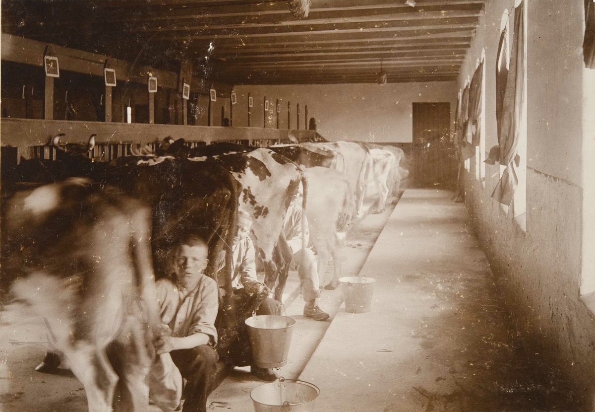 Berg & Høeg, Fjøset på Bastøy skolehjem, Bastøya, ca. 1903. Elever melker kyr.