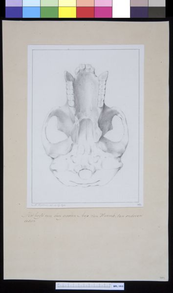 M. Houtman, Animals: ape, upper jaw