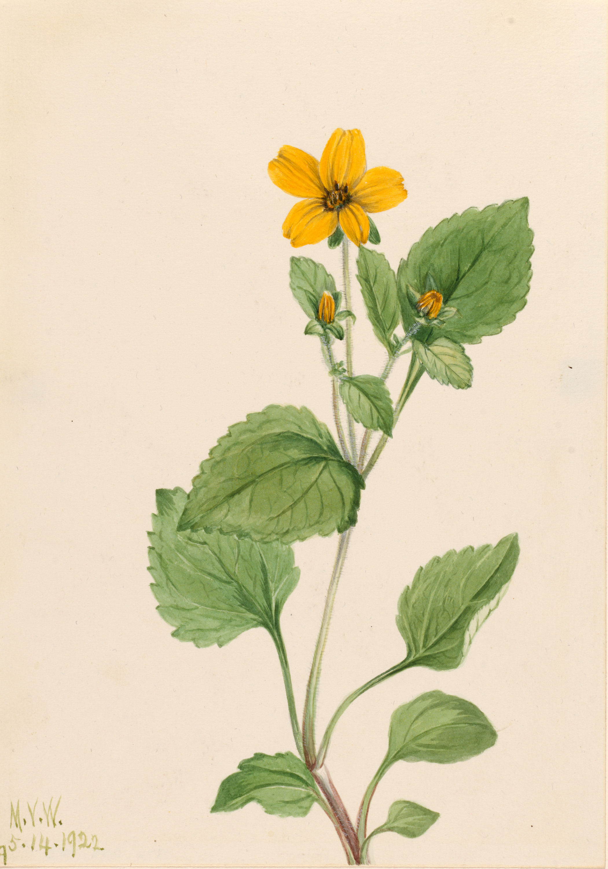 Mary Vaux Walcott, Golden Star (Chrysogonum virginianum)