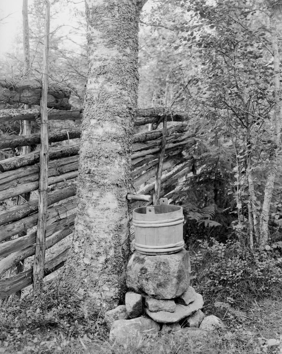 August Christian Hultgren, Tappning av björksav i Svinhult socken 1926. Provinsiellt kallat björkelag.