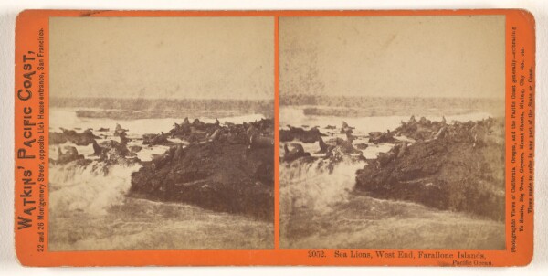Carleton Watkins, Sea Lions, West End, Farallone [sic] Islands, Pacific Ocean.