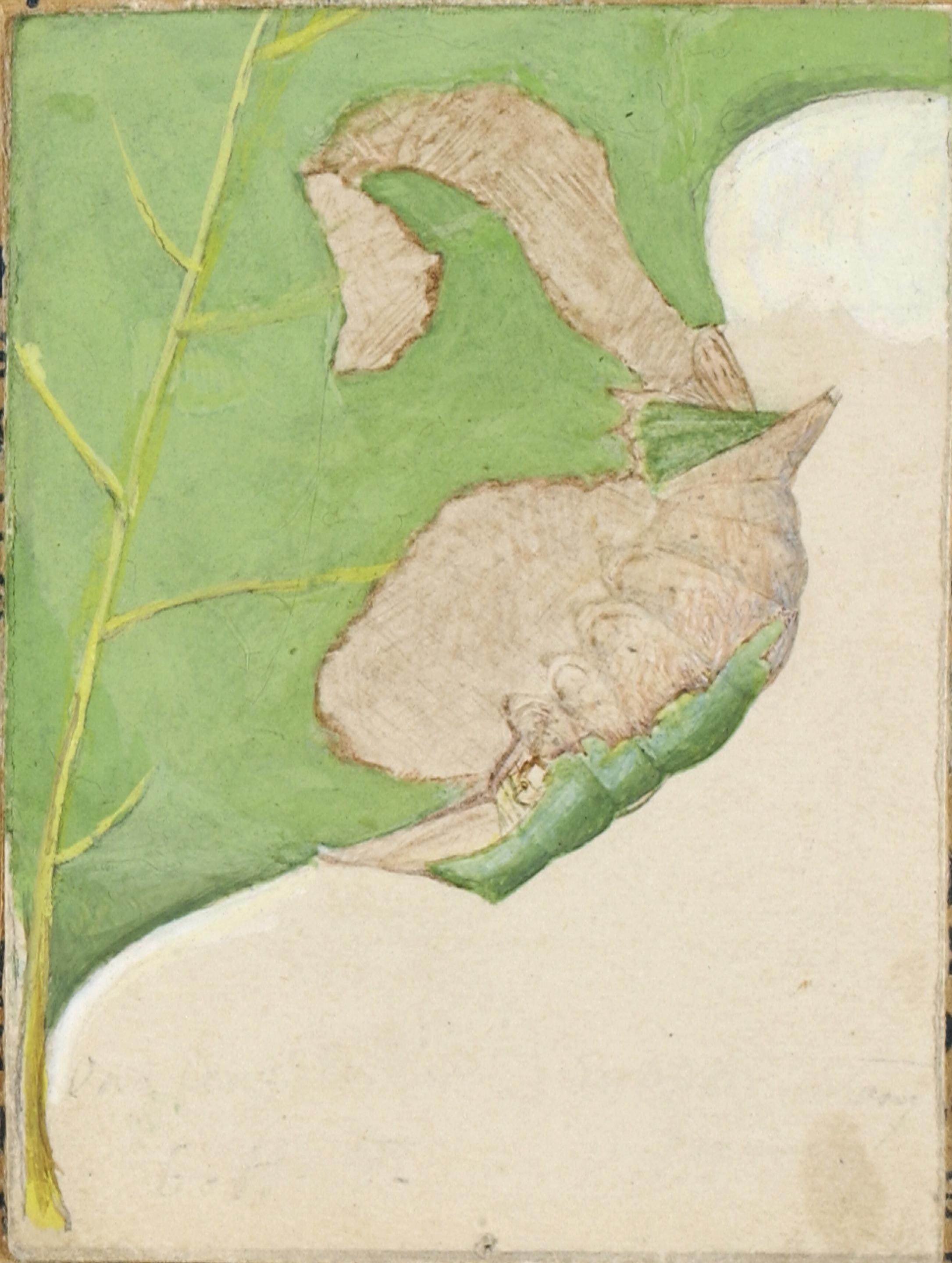Gerald H. Thayer, Oak Leaf Edge Caterpillar, study for book Concealing Coloration in the Animal Kingdom