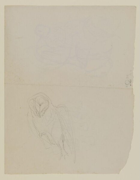 Potter, Beatrix, drawing