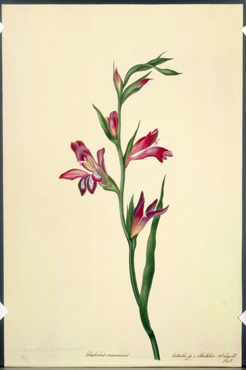 KatharinaFreiinvonRöthlein, Gladiole