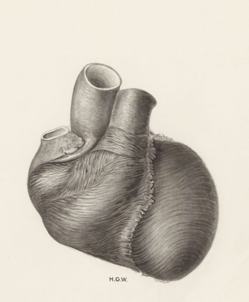 H.G Wetselaar, Heart