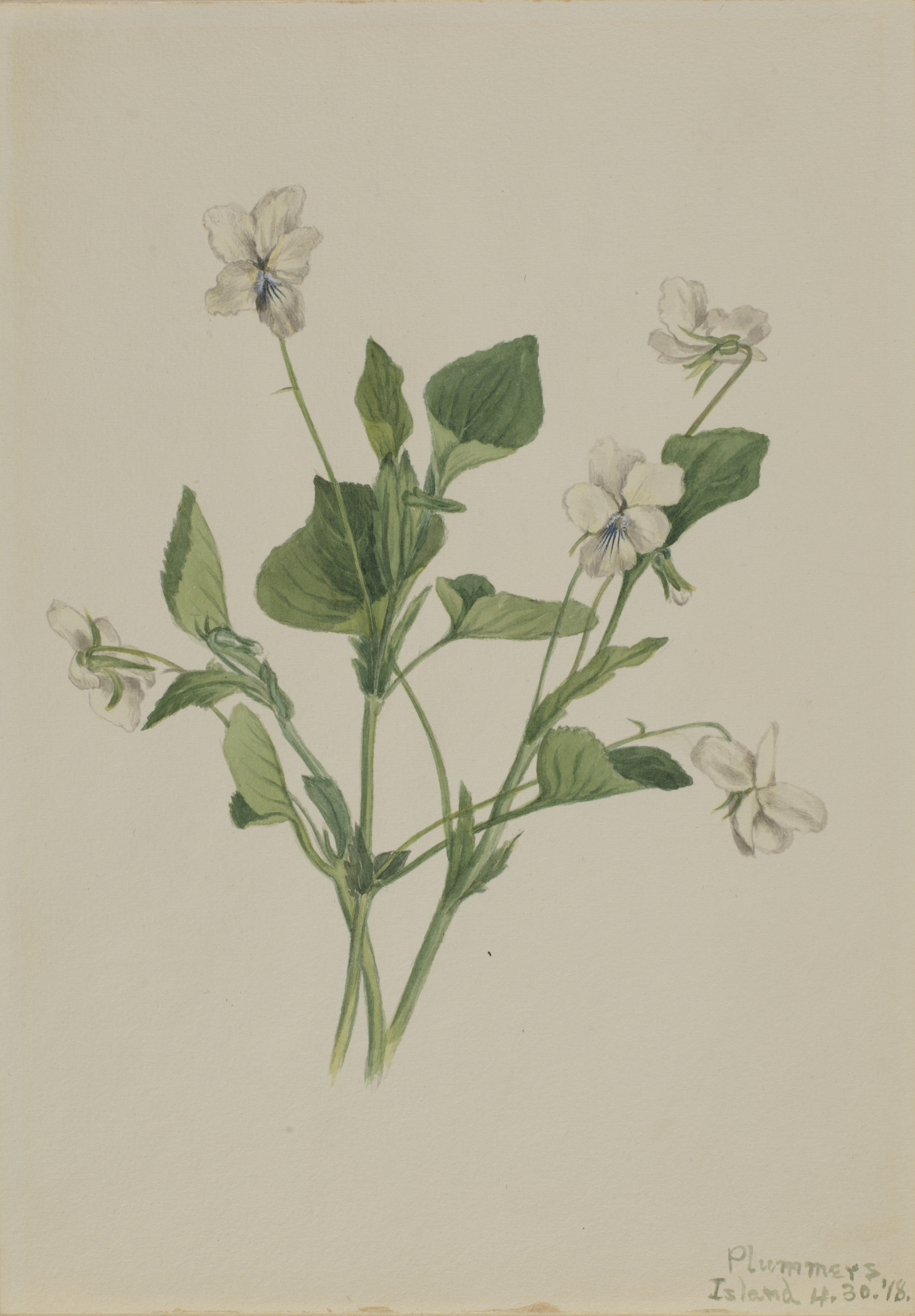 Mary Vaux Walcott, Cream Violet (Viola striata)