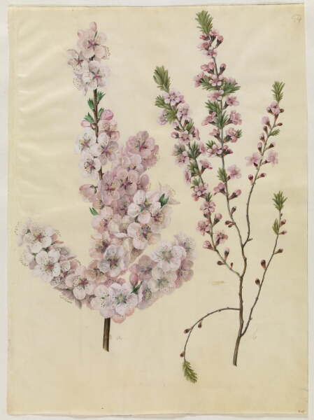 Hans Simon Holtzbecker, Prunus dulcis (mandel); Prunus tenella (dværg-mandel)