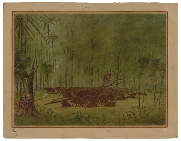 George Catlin, A Fight with Peccaries - Caribbe