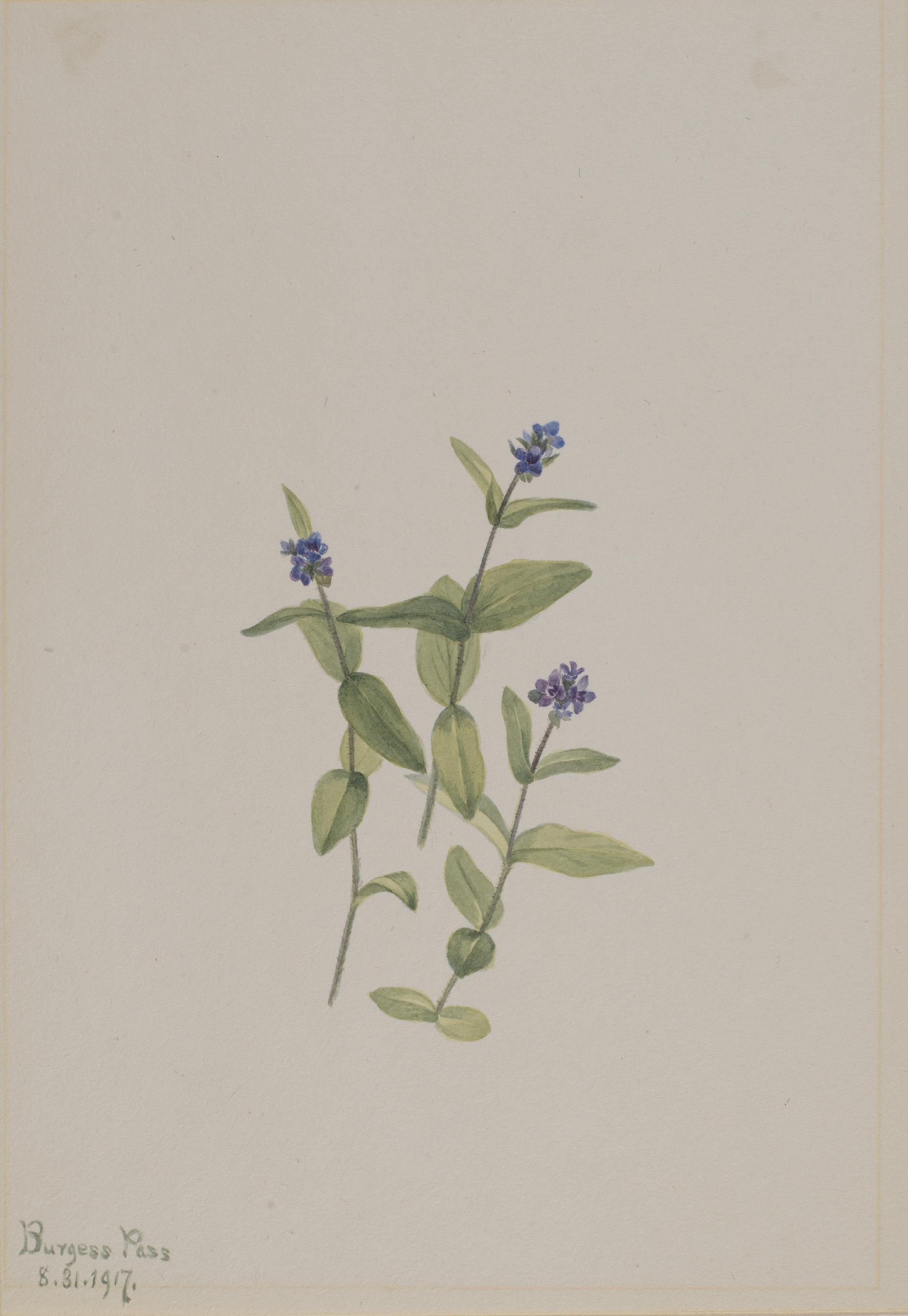 Mary Vaux Walcott, Veronica wormskjoldii