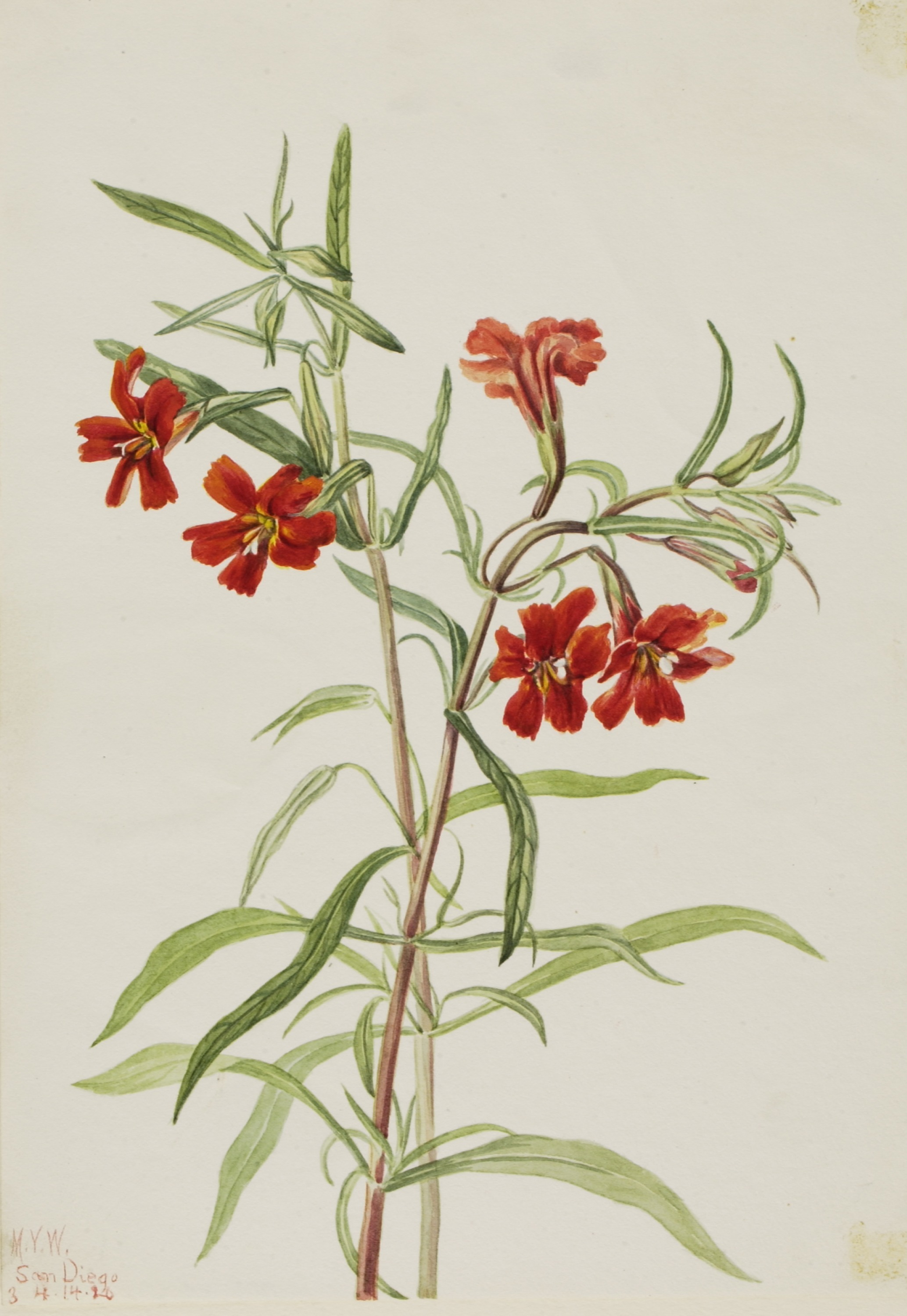 Mary Vaux Walcott, Red Monkeyflower (Diplaucus puniceus)
