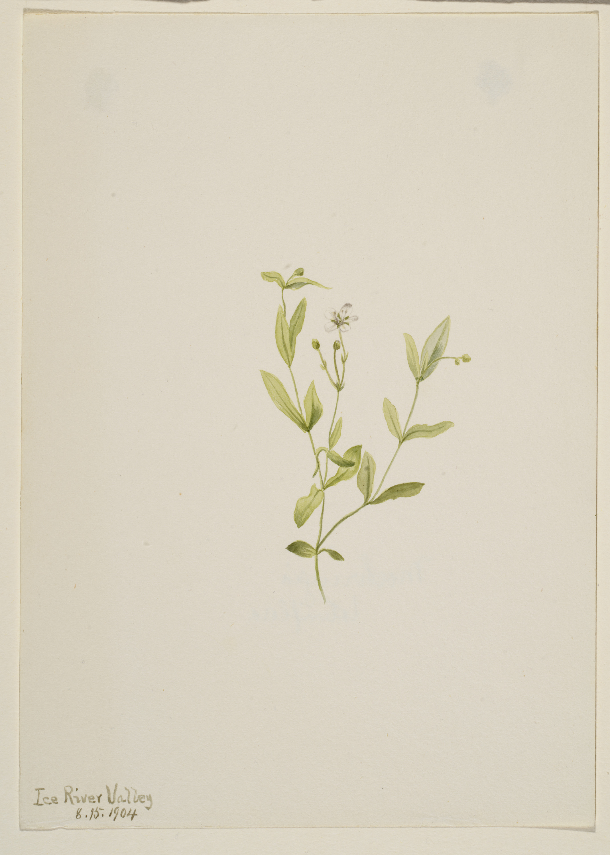 Mary Vaux Walcott, Moehringia laberiflora
