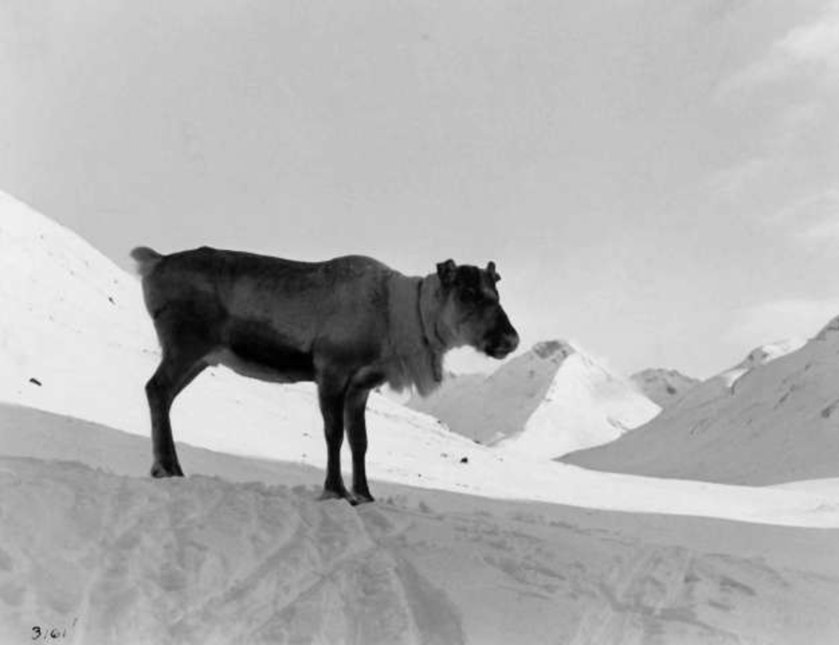 Anders Beer Wilse, -7866