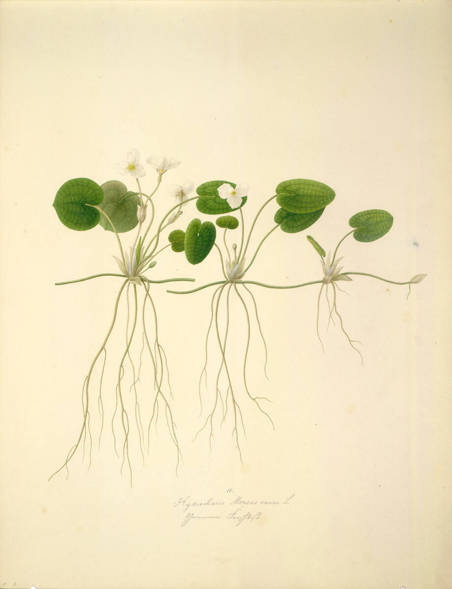 AugustRokert, Hydrocharis Morsus ranae L - Froschbiss