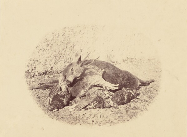 Roger Fenton, [Still Life with Dead Game]