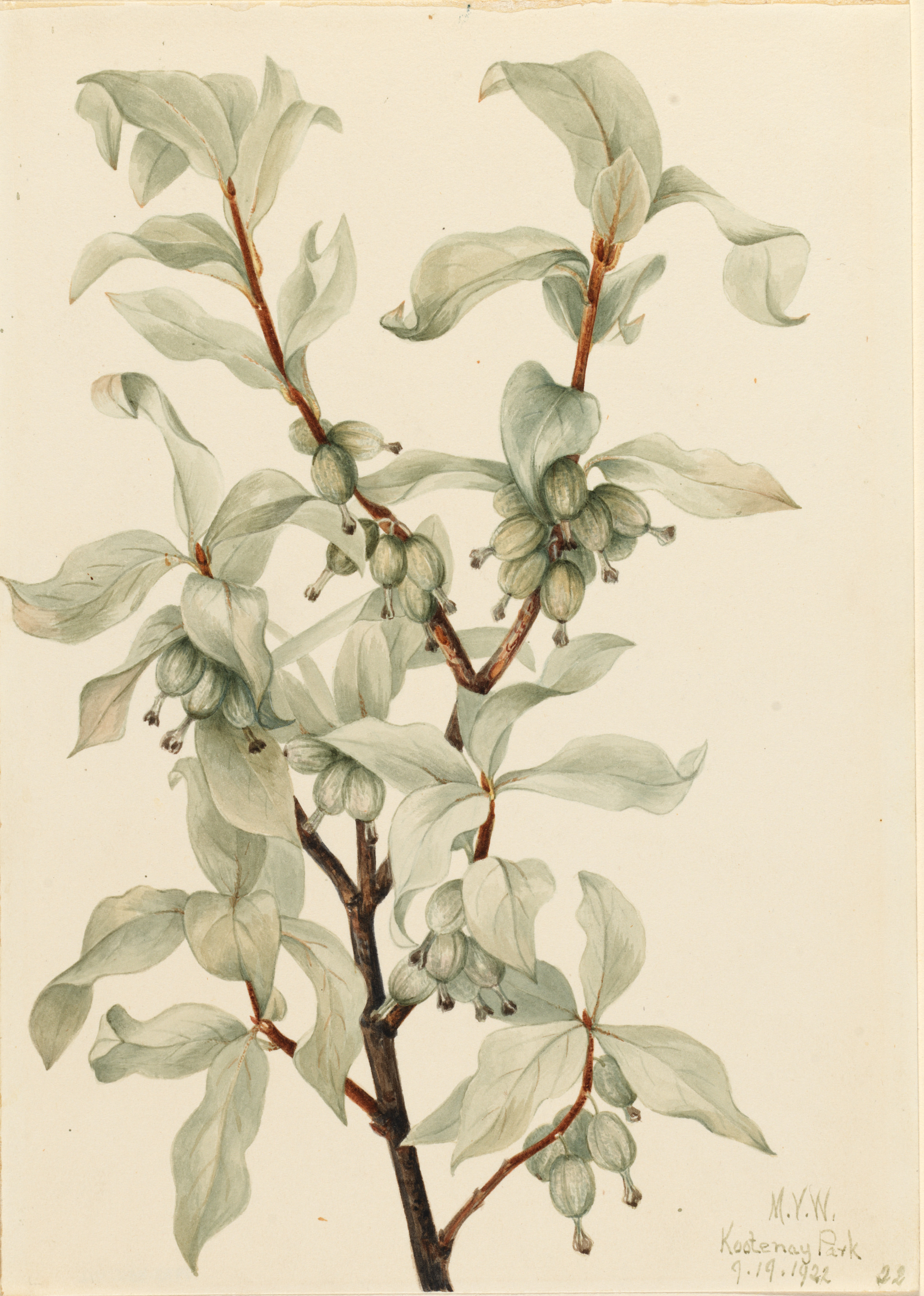 Mary Vaux Walcott, Silverberry (Elaeagnus commutata)