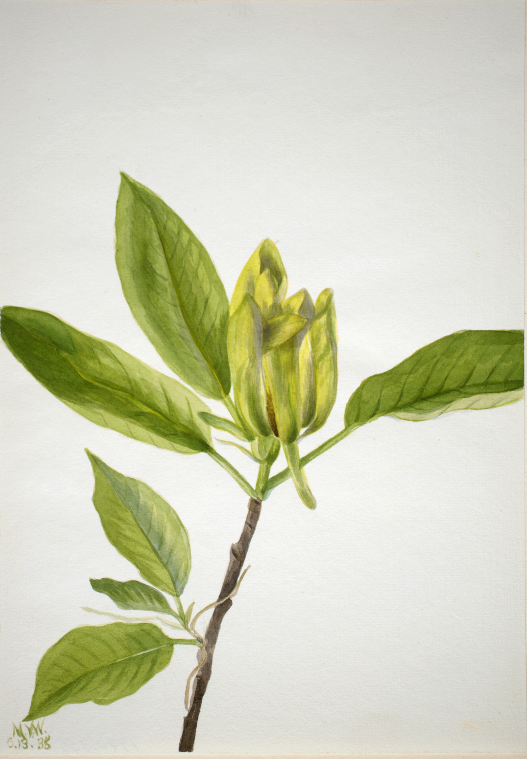 Mary Vaux Walcott, Cucumber Tree (Magnolia scuminata)