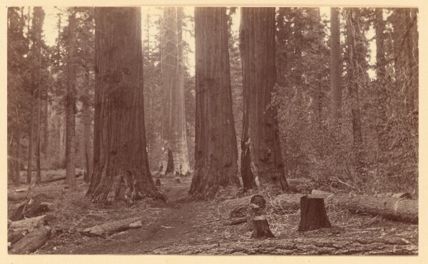 Carleton Watkins, [Mother of the Forest from the Father of the Forest Calaveras grove]